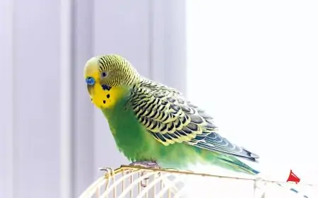Top 5 Beautiful Pet Birds to Pet at Home Top 5 Beautiful Pet Birds to Pet at Home
