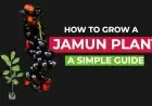 How to Grow a Jamun Plant: A Simple Guide