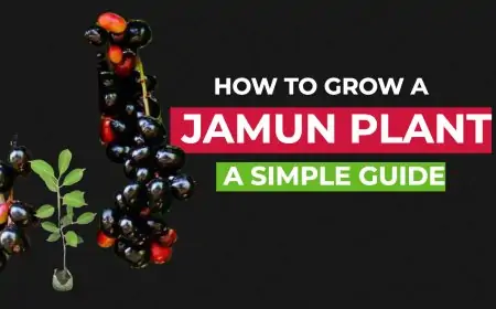 How to Grow a Jamun Plant: A Simple Guide How to Grow a Jamun Plant: A Simple Guide
